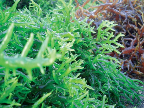 Hải tảo thành phần chính có trong sản phẩm Ích Giáp Vương